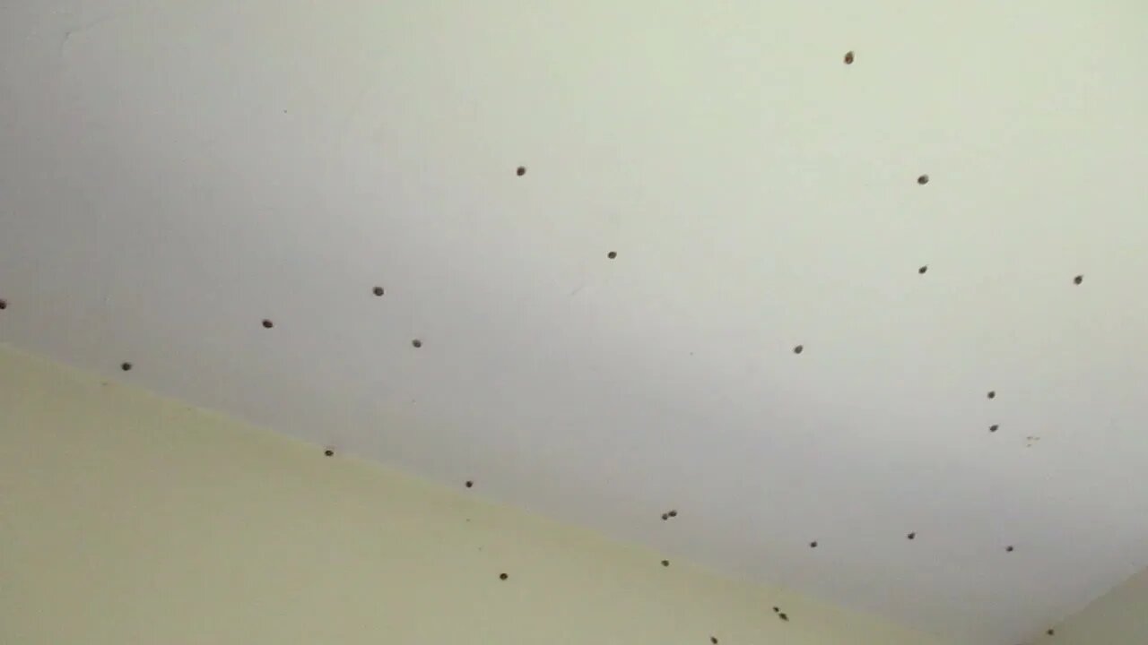 2022-05-02 - LADY BUG INVASION