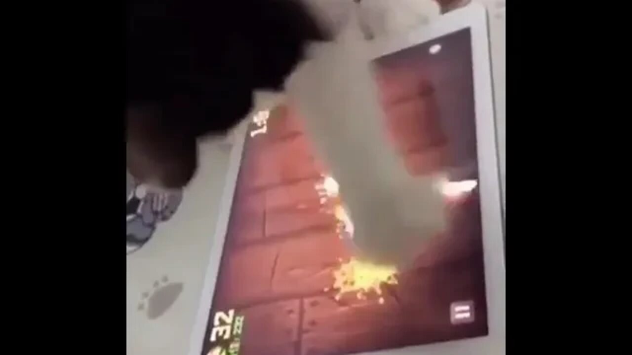 This cat is pretty good at it