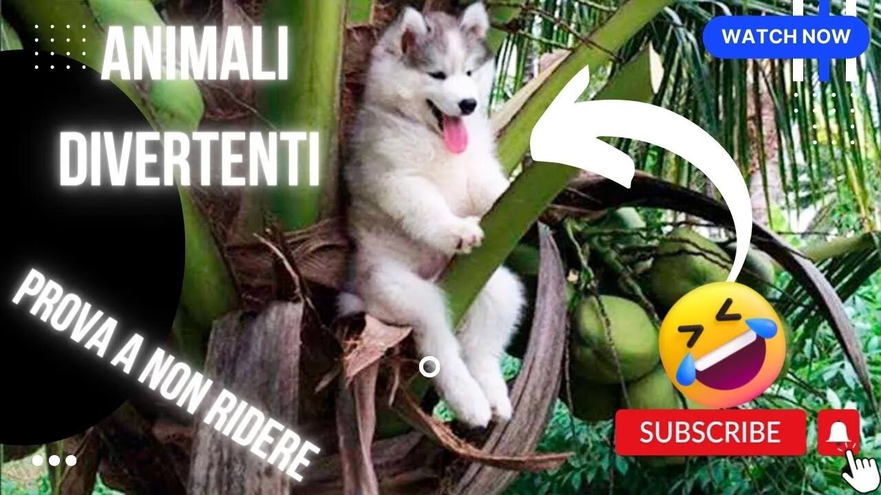 🤭😂🤣 Animali divertenti per bambini e adulti | prova a non ridere 🤭😂🤣