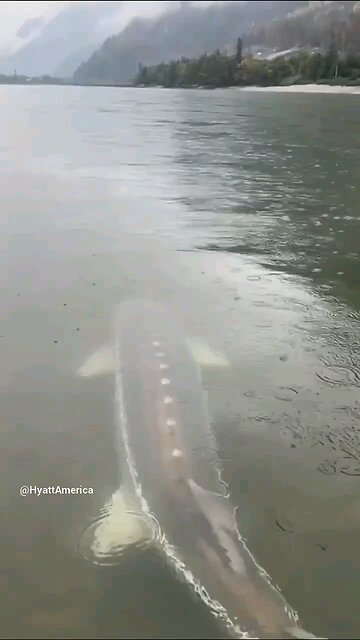 That Would Make A Very Good Fishing Trip