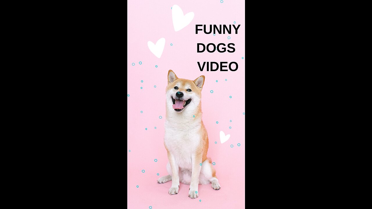 funny dogs video......control your Laughter😂