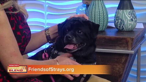 Pet Patrol | Morning Blend