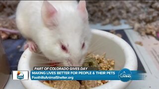 Making Lives Better For Animals // Foothills Animal Shelter