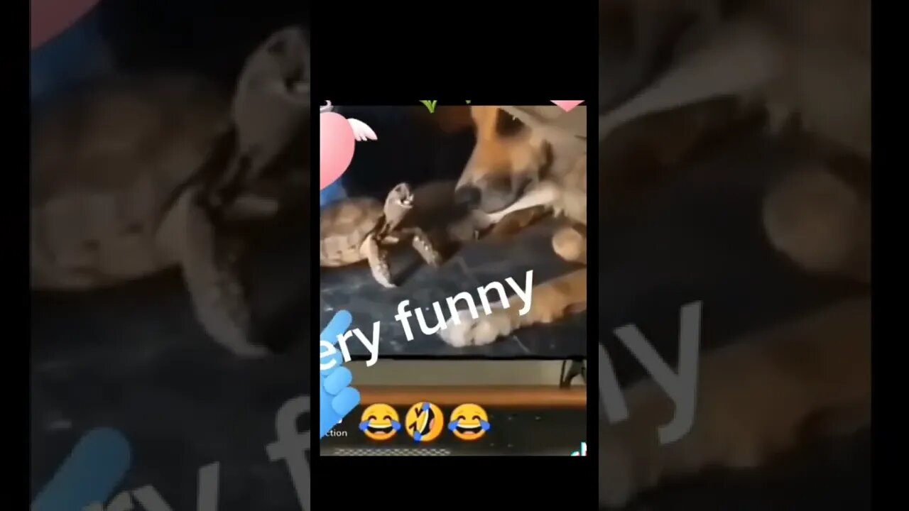 Dog vs turtle very funny 🤣🤣🤣