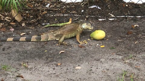 Iguana eats mango.