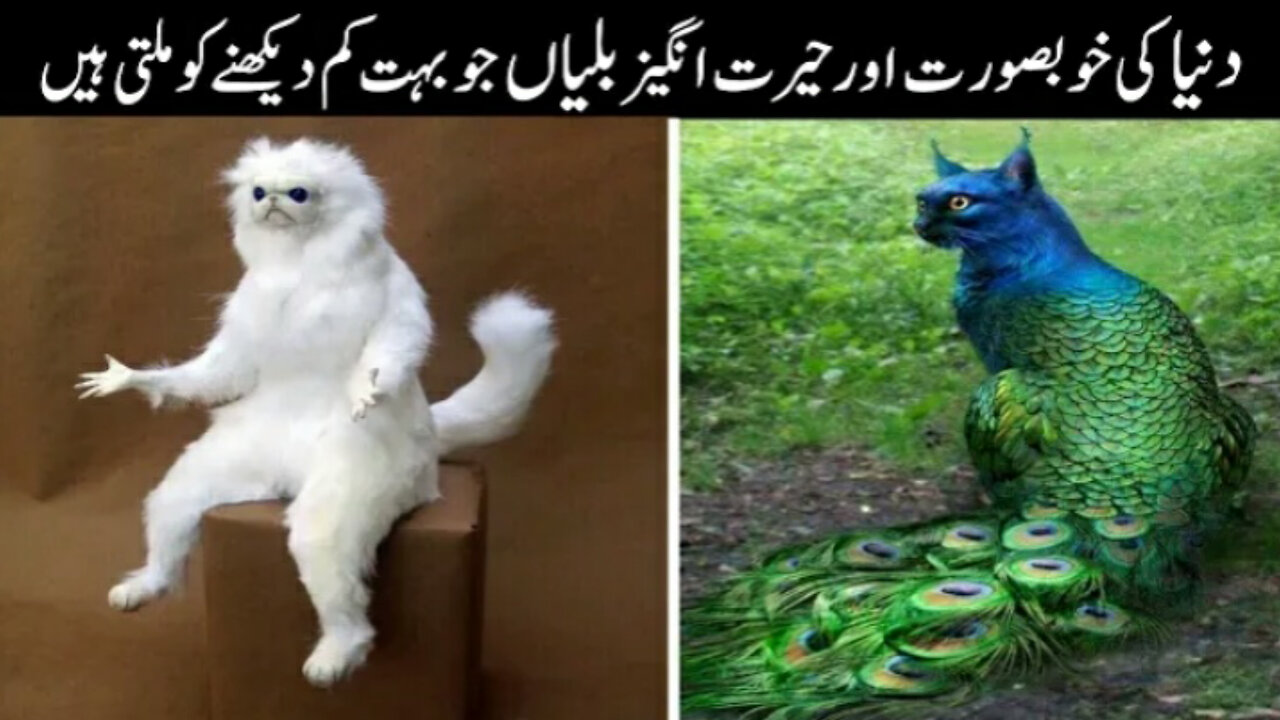 😮😲Most Amazing & Beautiful Cats In The World | | Unique cats in Urdu/Hindi😮😲