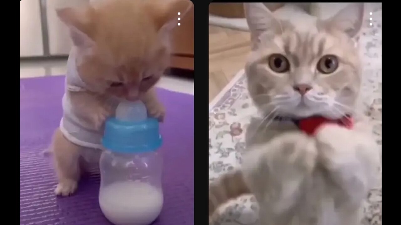 Funny cat 🤣 🤣 video ll cat dance and a good song 😍😍🥰 ll