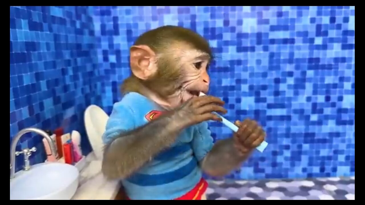 monkey baby bon bon oesto the toilet paper and play swimming poolMonkey