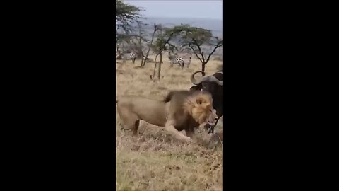 buffalos fight back lion