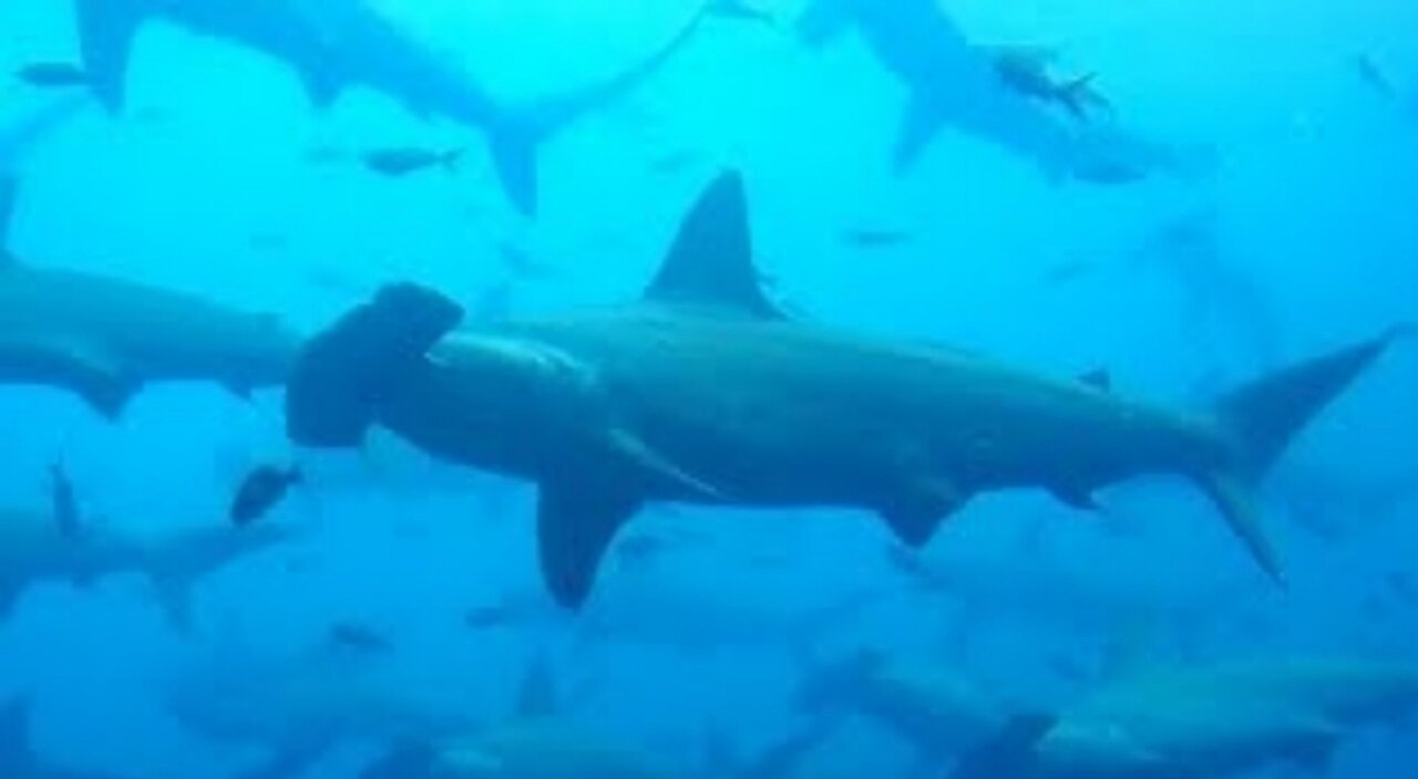 Scuba diver hunkers down as thousands of hammerheads swim past