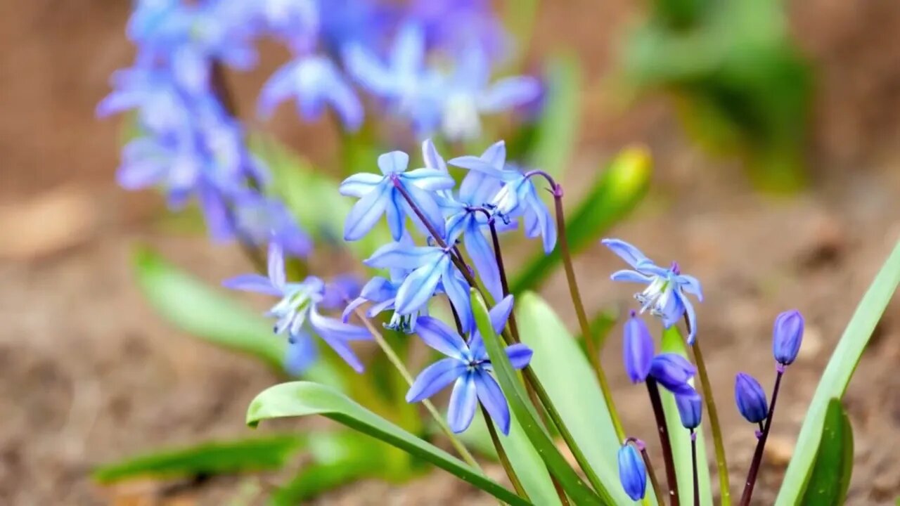 Ane se uskay aye bahar 4k relaxing music video#indianoldsongs #nature #music