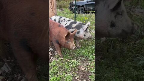 Using pigs to till #homestead #pigs #farmlife #farm