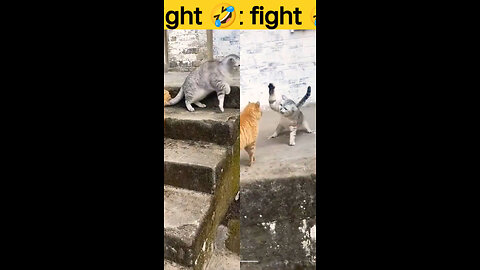Cat fight