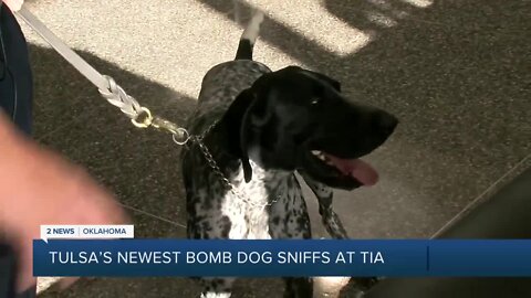 New bomb dog Harley sniffs for safety at Tulsa International Airport