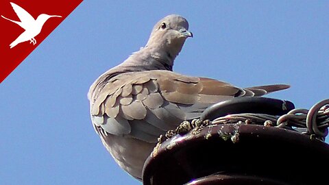 Collared dove - Streptopelia decaocto - Paloma de collar - Colombe à collier - pomba de colarinho