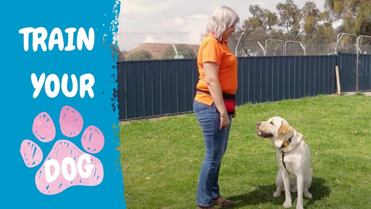 FREE DOG TRAINING SERIES - Lession 1: how to teach your dog to sit and drop