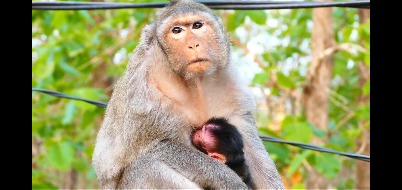 Just born few hours mom so tired while baby having milk