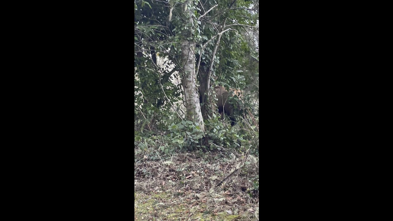 Elk sparring lightly