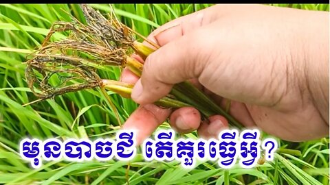 ផលវិបាកស្រូវ ដែលស្រែមិនបញ្ចេញទឹក #ឬសស្រូវខ្មៅ