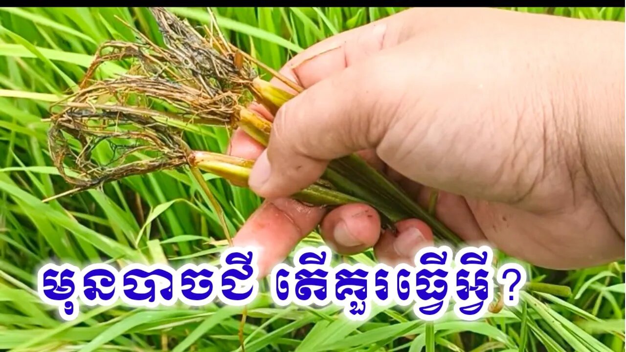 ផលវិបាកស្រូវ ដែលស្រែមិនបញ្ចេញទឹក #ឬសស្រូវខ្មៅ