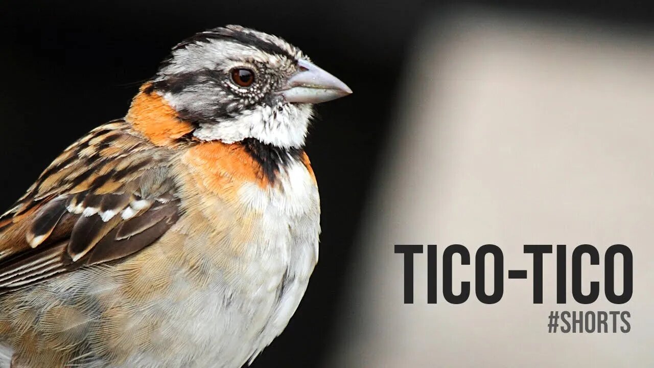 TICO-TICO Cantando [Zonotrichia Capensis] #shorts