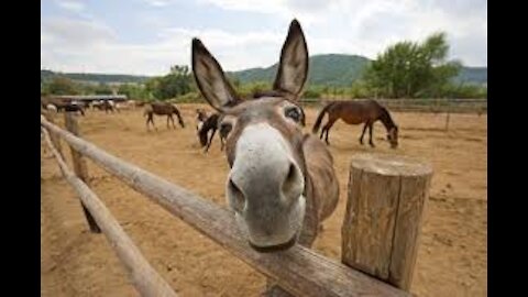 Donkey in Zoological Garden