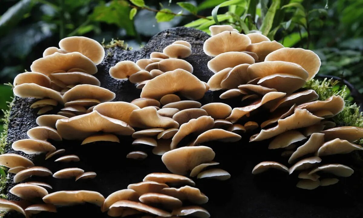 Mushrooms aren't plants