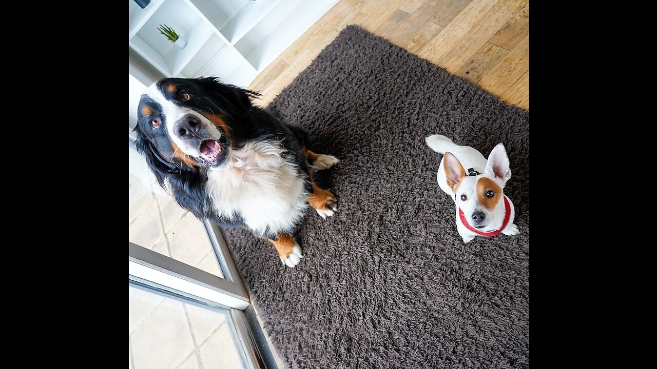 Bernese Mountain Dog surprised by Jack Russell stealing his toy