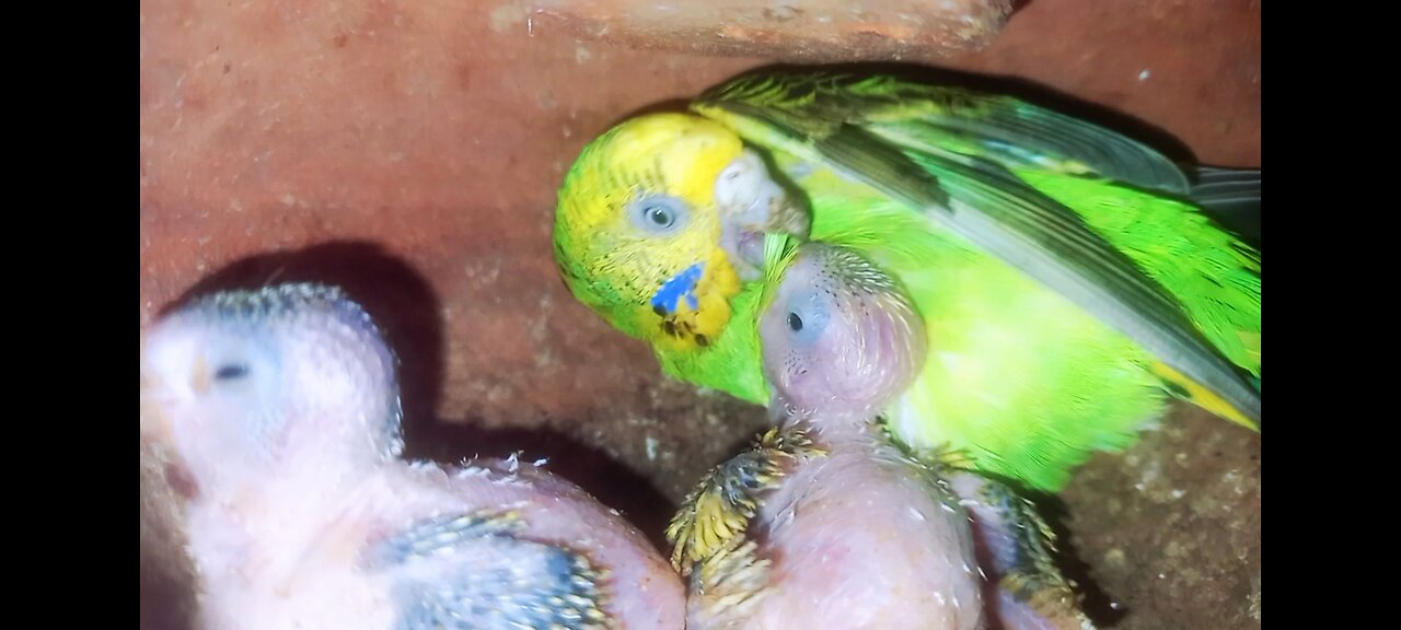 Parrots breeding her chicks inside the nest ۔