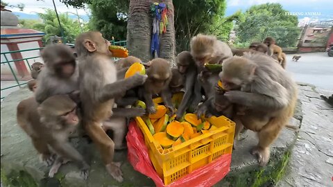 It was fun to feed the delicious one-carat mangoes to the monkeys and the dogs were also feed