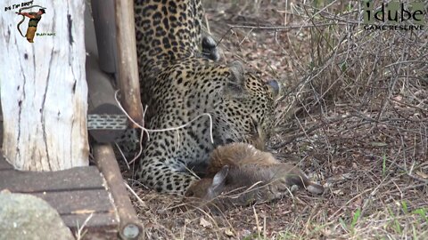 Leopard With Bushbuck Fawn In The Bushcamp