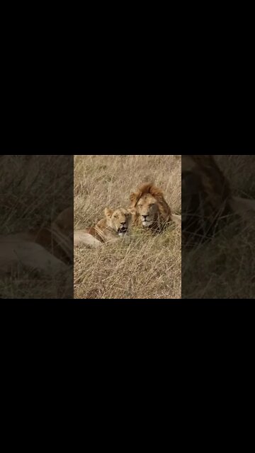 Maasai Mara Sightings Today 30/08/21 (Lions, Leopard, etc) | Zebra Plains | #shorts