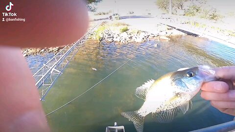 just couple crappie