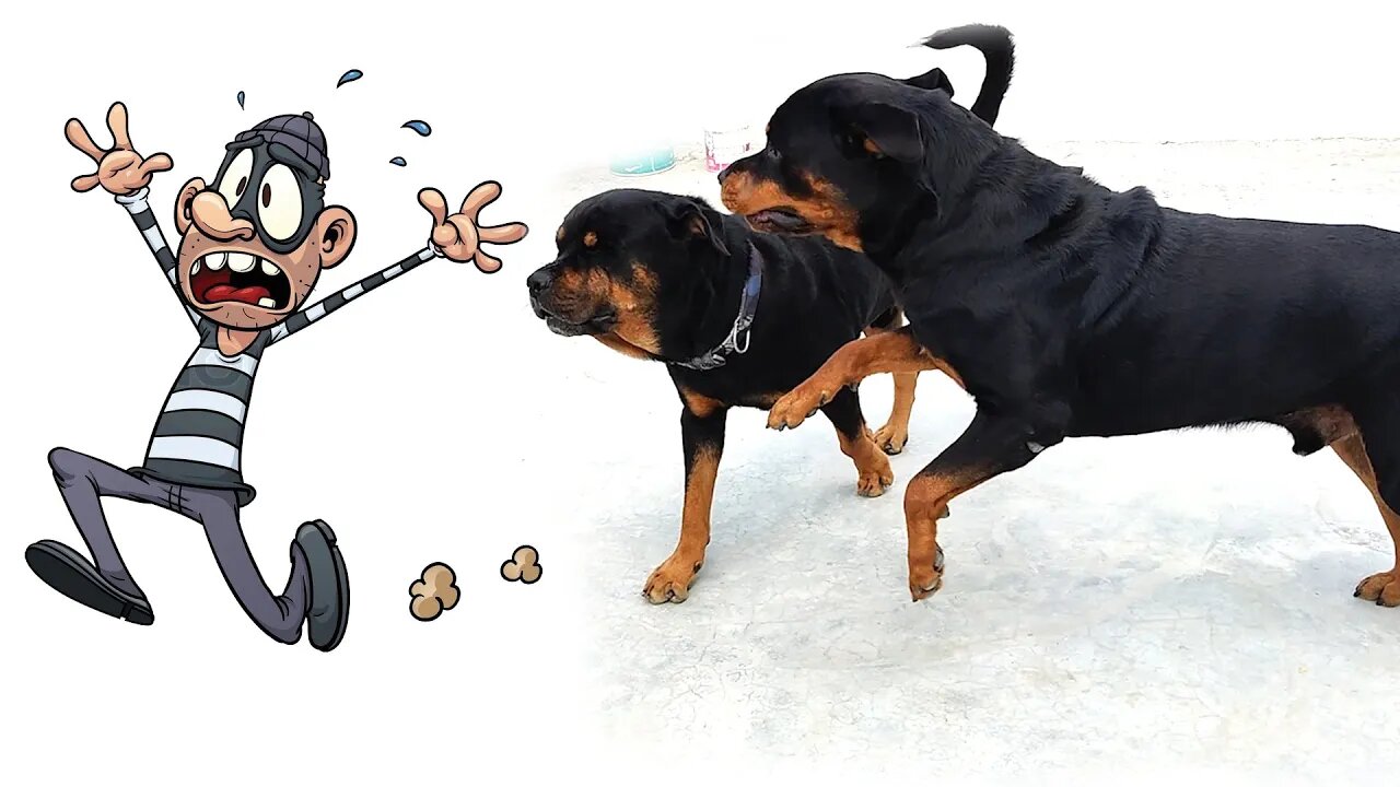 The Rottweiler story of 4:00 o'clock in the morning.funny || Mr.Nut & Bolt