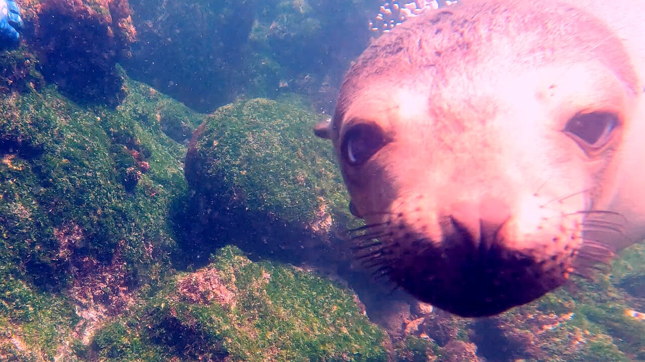 Jealous sea lion pulls marine iguana away from scuba divers