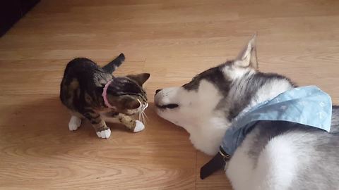 Adorable Kitten Has Precious Encounter With Husky