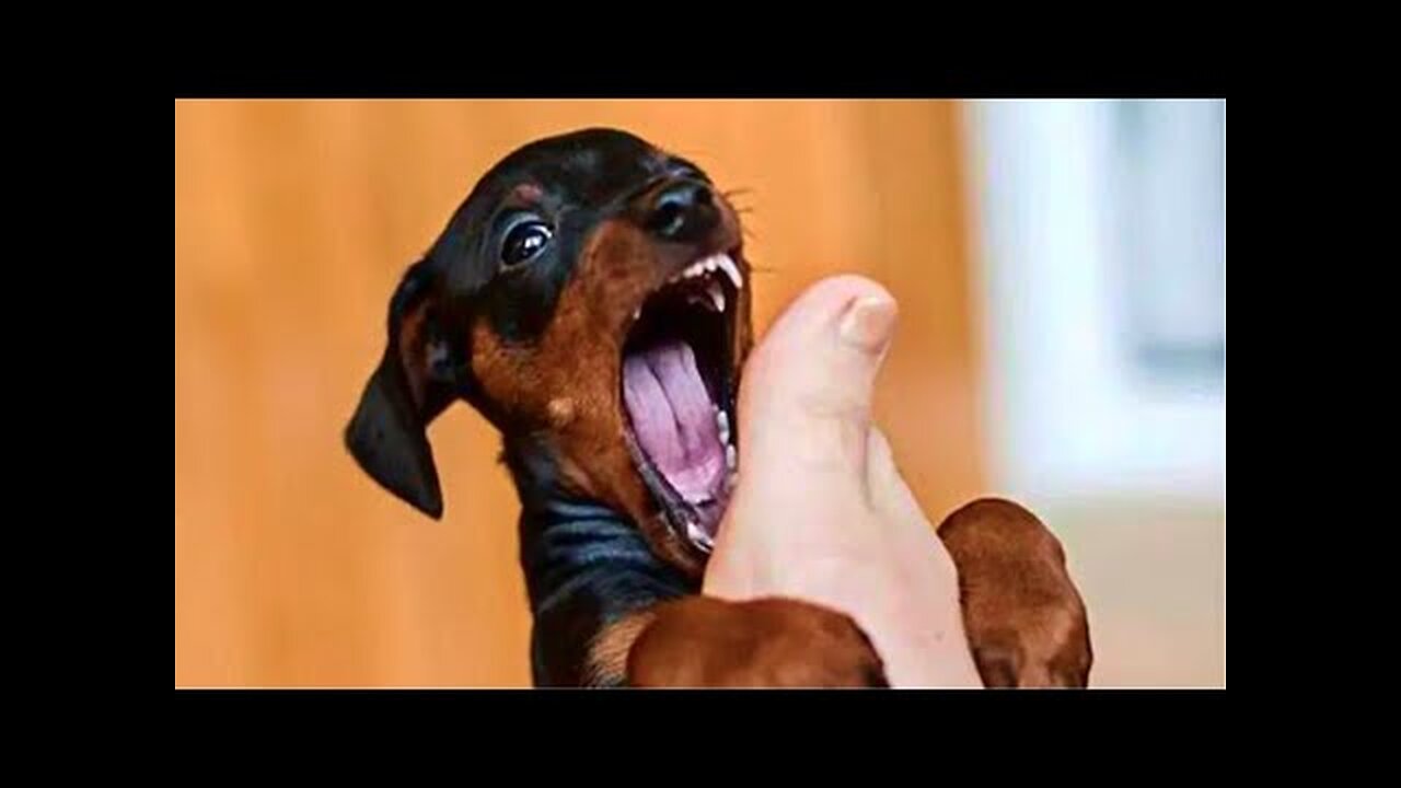 Funniest Animals Video - Funny Dogs And Cats - Try Not To Laugh Animals 2022