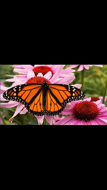 Chemical Colony Collapse, 90 Second Alert