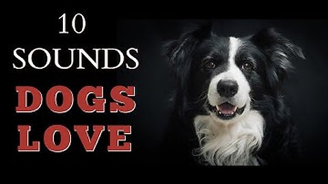 10 Sounds Dogs Love To Hear The Most