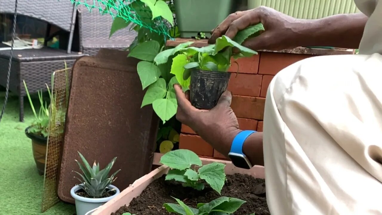 Cucumbers (2nd batch) Go Outside + 1st Green Bean Harvest!