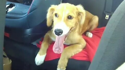 Conseguimos um novo dono para o Patudo 😁😁😁