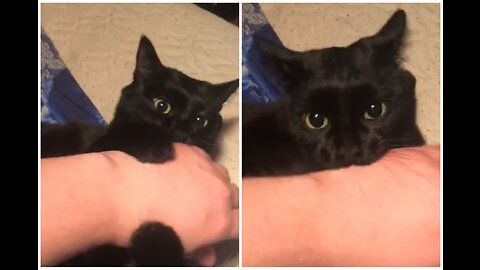 Hand attacked cat