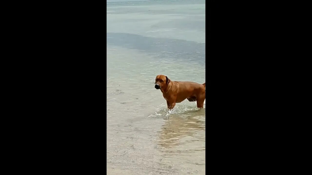 African Dog Enjoys Australian Beach