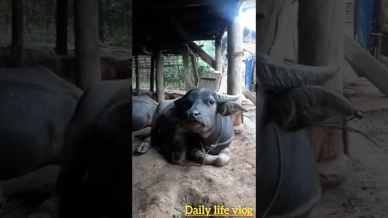 Oh my god I can film a big buffalo lying down