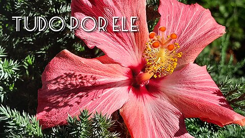 ❤📖❤Jardim de Louvor 10- (Tudo por ELE)❤📖❤