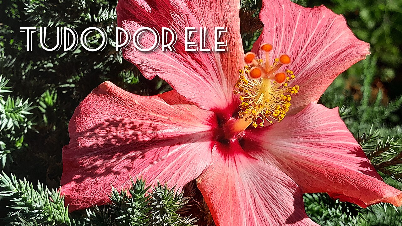 ❤📖❤Jardim de Louvor 10- (Tudo por ELE)❤📖❤