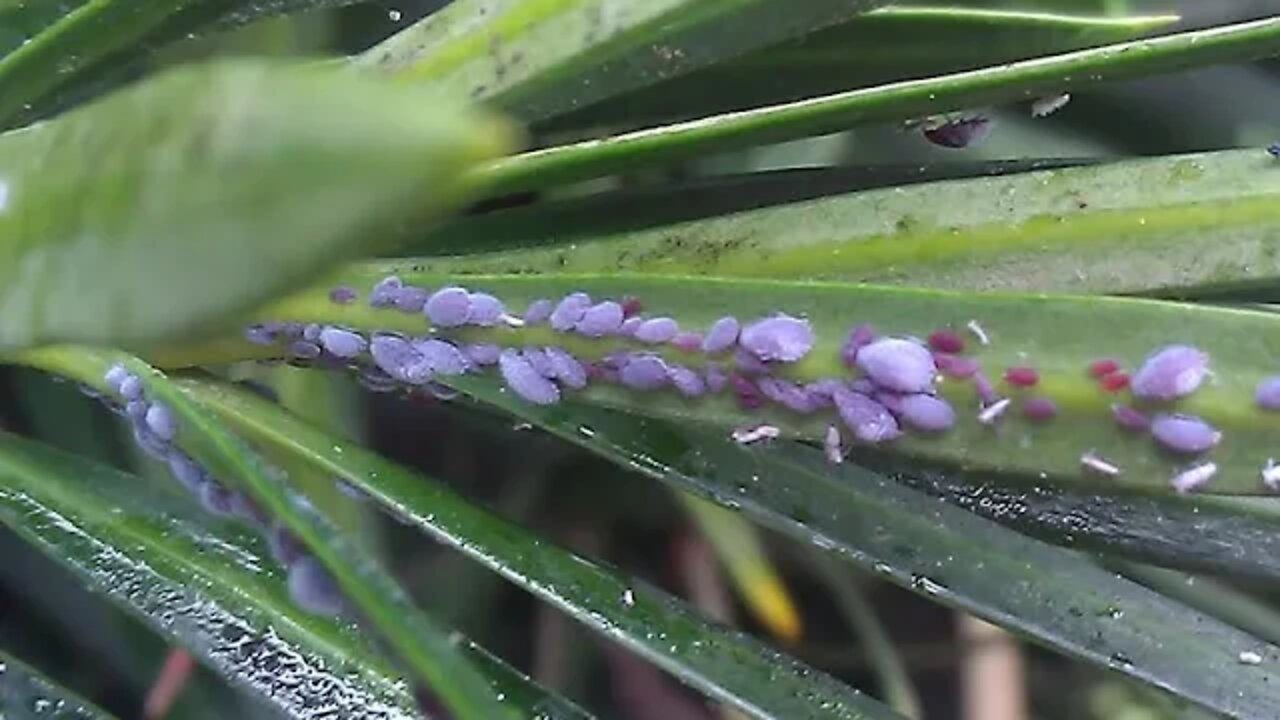 🐞 Como Combater Pragas no Podocarpo - Pulgões nos Brotos do Podocarpo usando Borrifador de 500ml