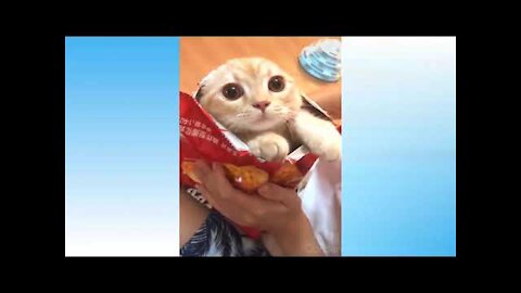 Funny video compilation of cats & dog trying not to laugh