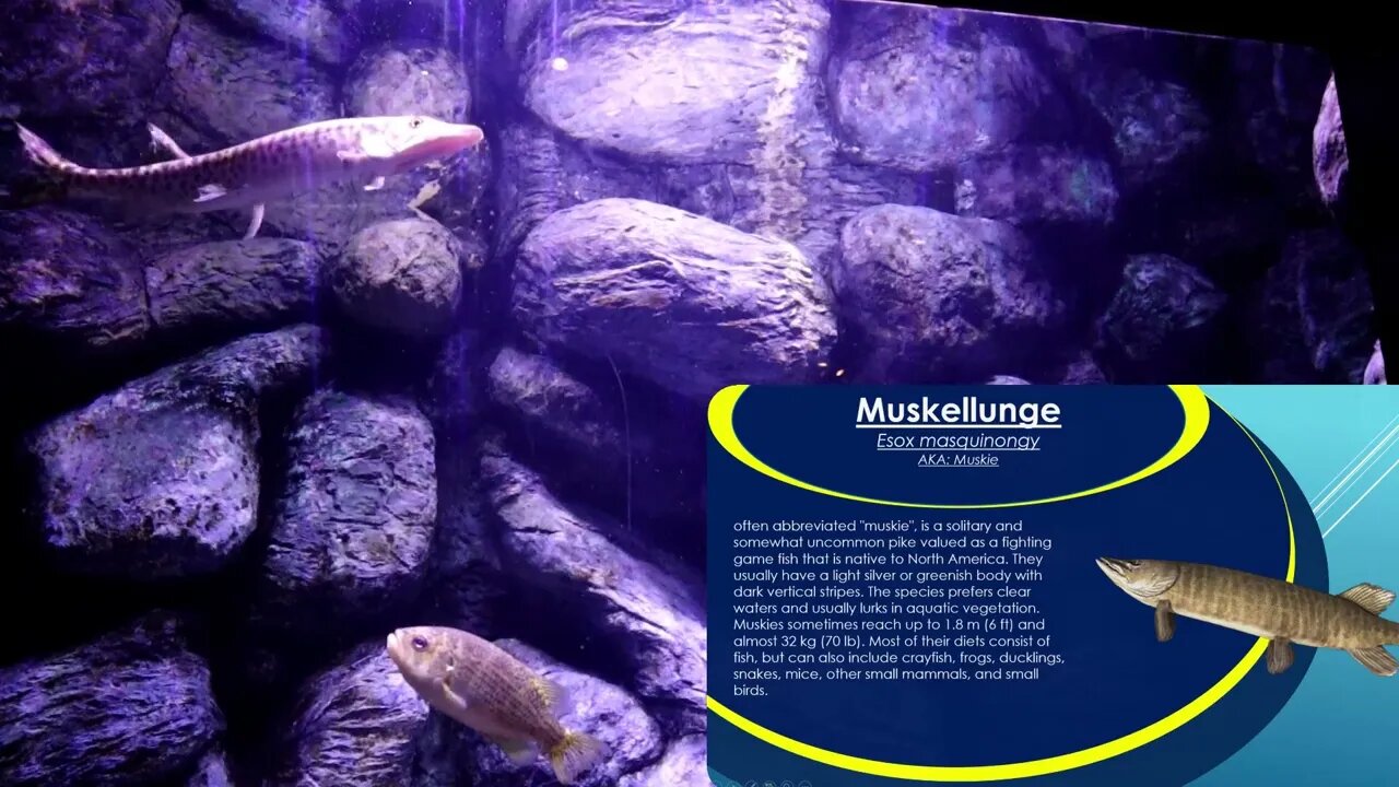 Exhibit One - The Muskie