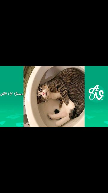 Try not to laugh🤣 Funny animals